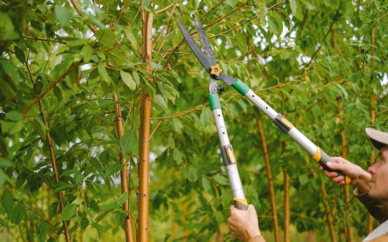 Tree trimming in Almond, NY