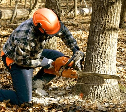 Tree Removal in Almond, NY